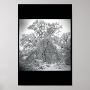 lace poster
