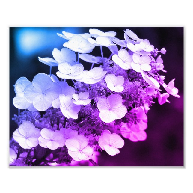 Lacecap Hydrangea Black And White Colour Tint Photo Print (Front)