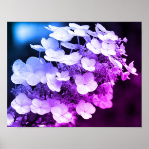 Lacecap Hydrangea Black And White Colour Tint Poster