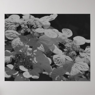 Lacecap Hydrangea Flower Black And White Poster