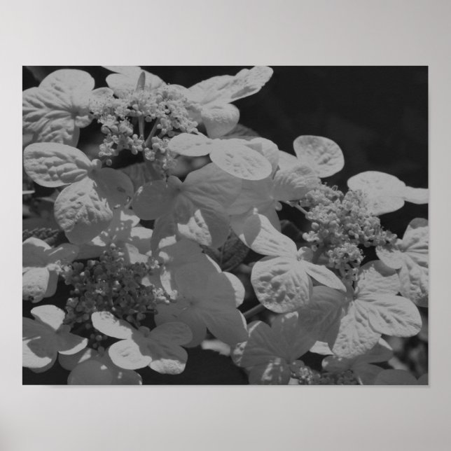 Lacecap Hydrangea Flower Black And White  Poster (Front)
