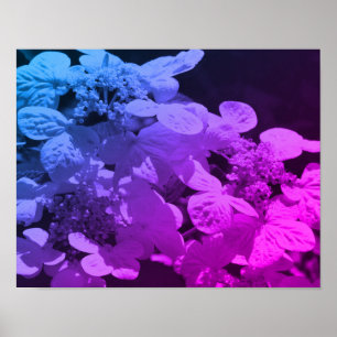 Lacecap Hydrangea Flower Black And White Tinted Poster