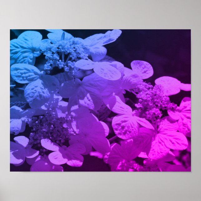 Lacecap Hydrangea Flower Black And White Tinted Poster (Front)