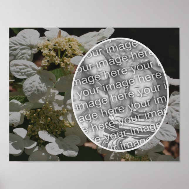 Lacecap Hydrangea Flower Create Your Own Photo  Poster (Front)