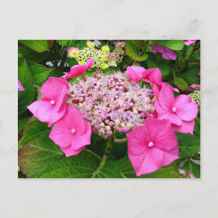 Lacecap Hydrangea Postcard