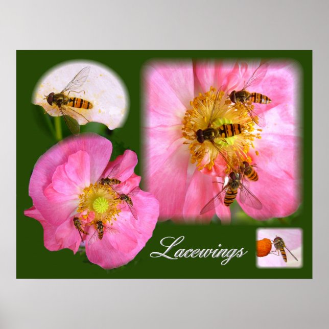 LACEWINGS ~ Poster (Devant)