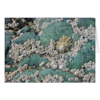 Lacey barnacles decorate green rock