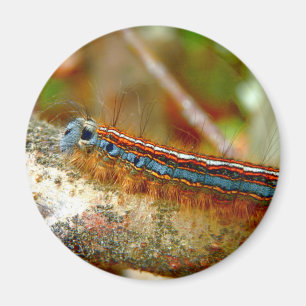 Lackey Moth Caterpillar Magnet