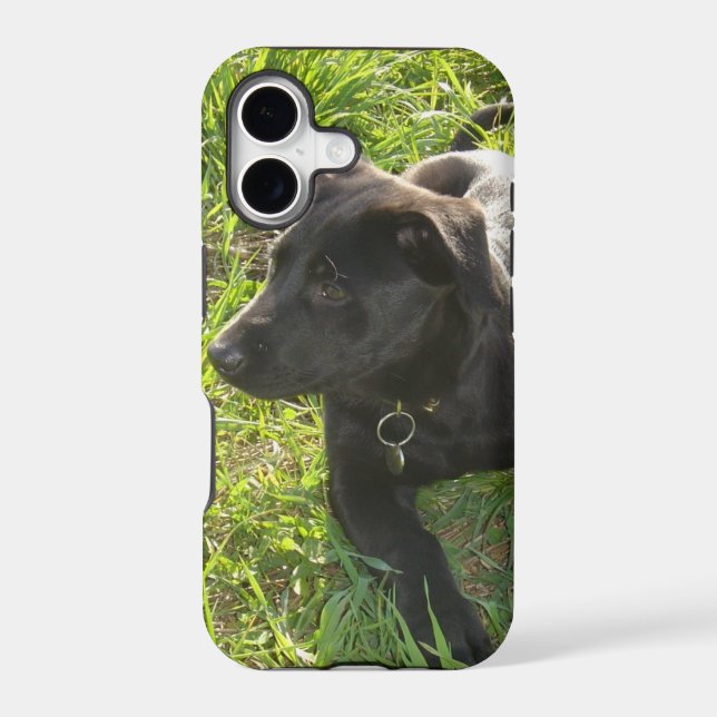 Lacquer Black German Shepherd (Back)