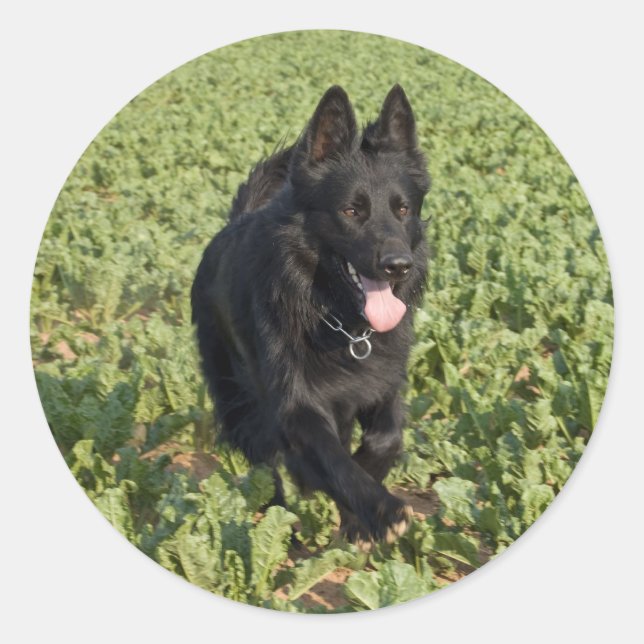 Lacquer Black German Shepherd Classic Round Sticker (Front)