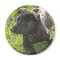 Lacquer Black German Shepherd