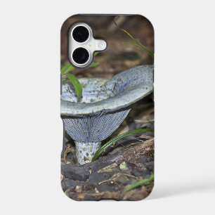 Lactarius indigo Blue Mushroom