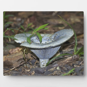 Lactarius indigo Blue Mushroom Plaque