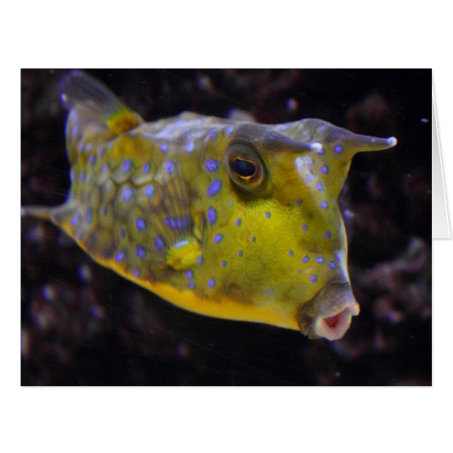 Lactoria cornuta (Front Horizontal)