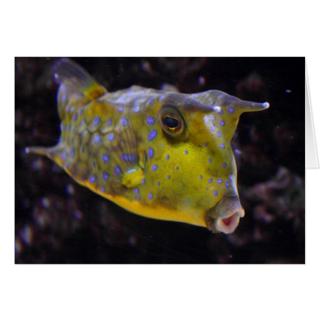 Lactoria cornuta (Devant Horizontal)