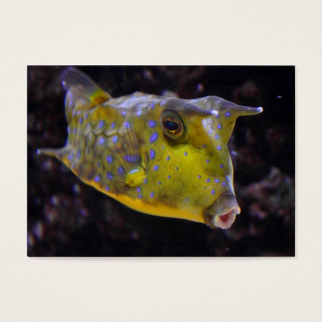 Lactoria cornuta (Front)