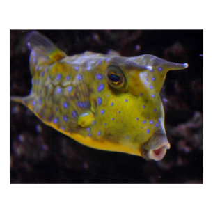 Lactoria cornuta poster