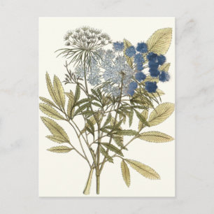 Lacy Leaves - Flowers and Greenery Postcard