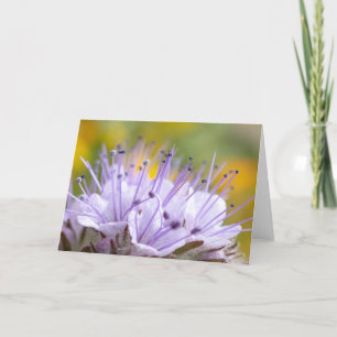 Lacy Phacelia Flower Card