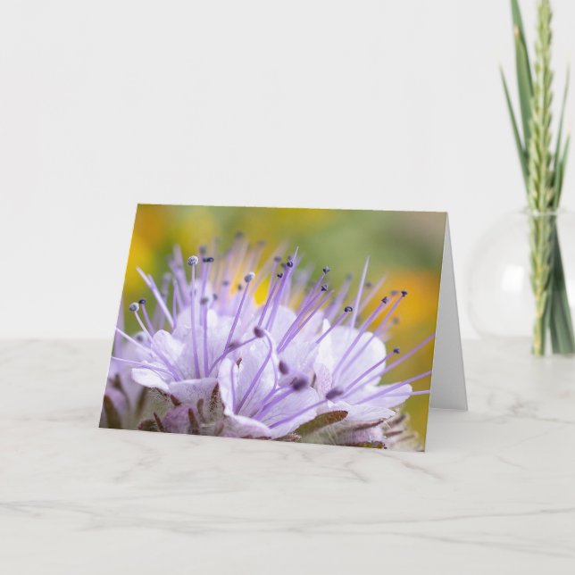 Lacy Phacelia Flower Card (Front)
