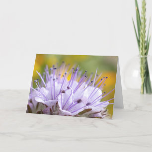 Lacy Phacelia Flower Card