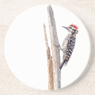 Ladder-Backed Woodpecker Coaster