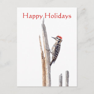Ladder-Backed Woodpecker, Happy Holidays Holiday Postcard