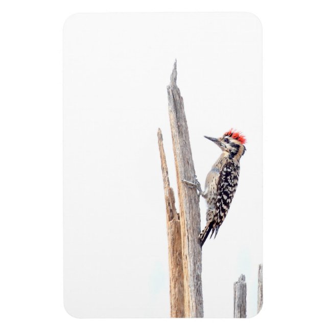 Ladder-Backed Woodpecker Magnet (Vertical)