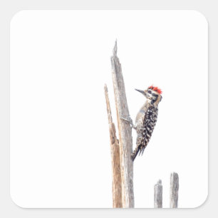 Ladder-Backed Woodpecker Square Sticker