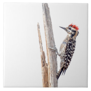 Ladder-Backed Woodpecker Tile