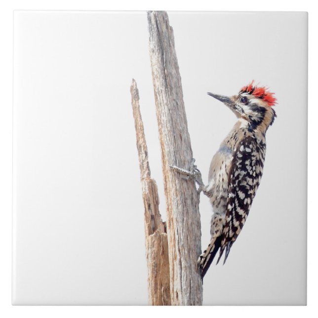 Ladder-Backed Woodpecker Tile (Front)