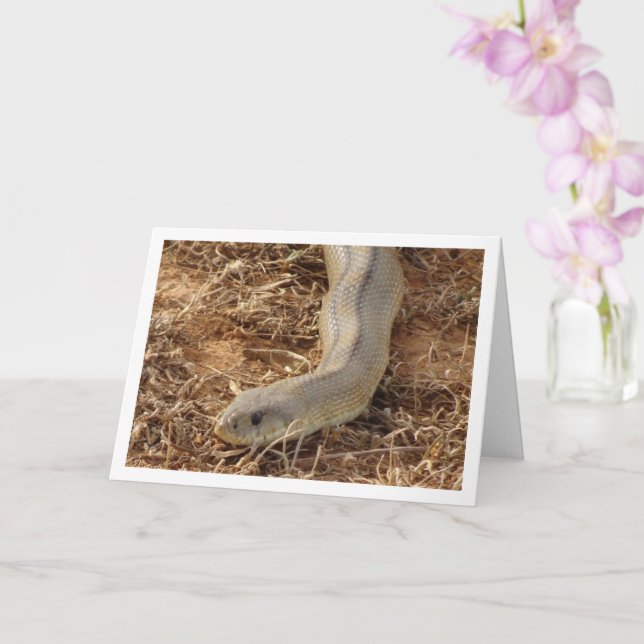 Ladder Snake Card (Orchid)