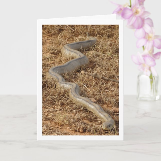 Ladder Snake Card (Orchid)