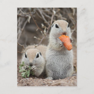 Ladies Who Lunch Postcard