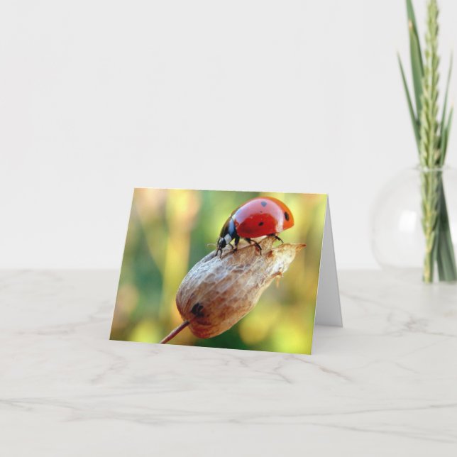 Ladtbug Card (Front)