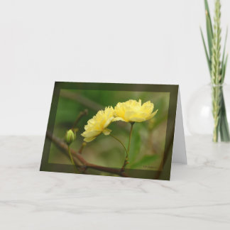 Lady Banks Rosea Duo Card