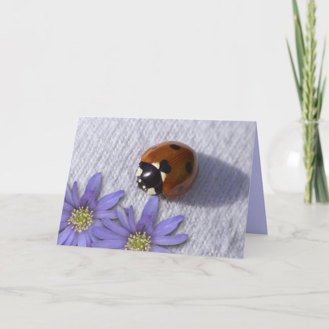 Lady bug greetings card (Front)