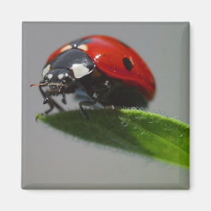 lady bug magnet