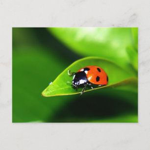 Lady Bug On A Leaf Postcard