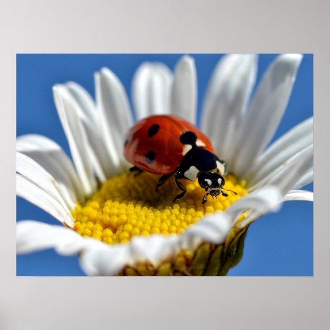 Lady bug on daisy Mug Mouse Pad Poster (Front)