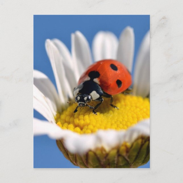 Lady bug on daisy postcard (Front)