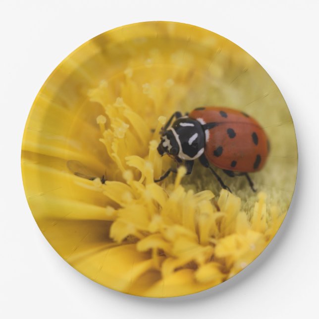 Lady bug paper plate (Front)