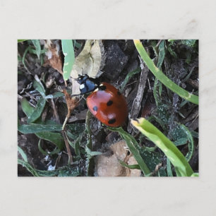 Lady Bug Postcard