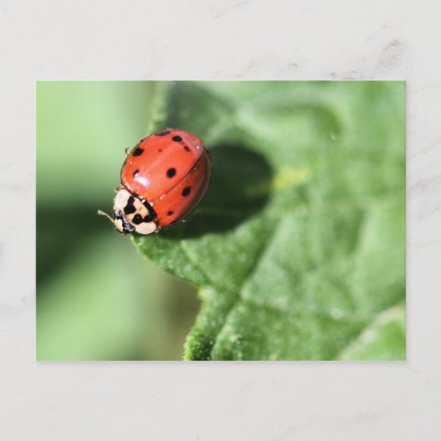 Lady bug postcard (Front)