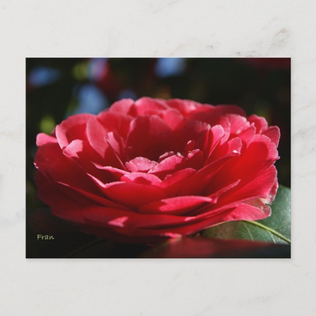 Lady Camellia Postcard (Front)