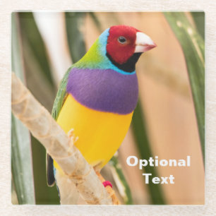 Lady Gouldian Finch Glass Coaster