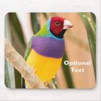 Lady Gouldian Finch