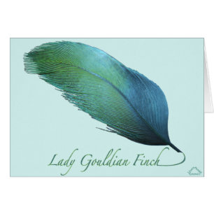 Lady Gouldian Finch Tail