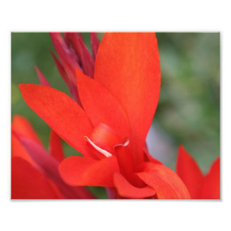 "Lady in Red" Red Canna Lily Closeup Photo Print