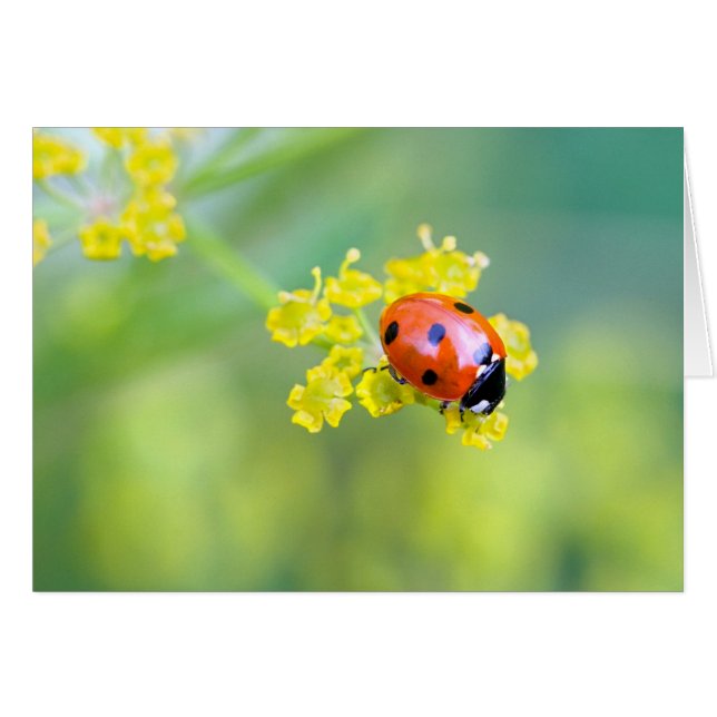 lady on top (Front Horizontal)